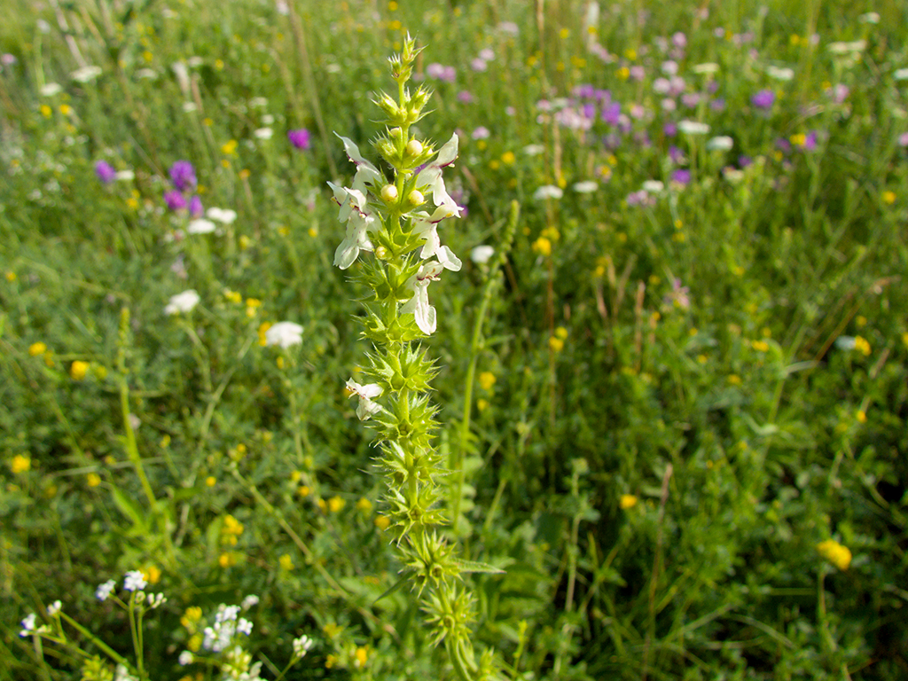 Stachys recta L.